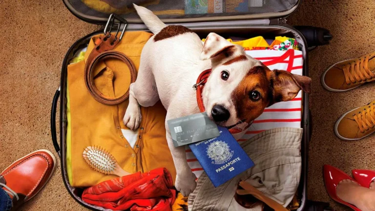 Cachorro em cima da mala pronto para viajar.