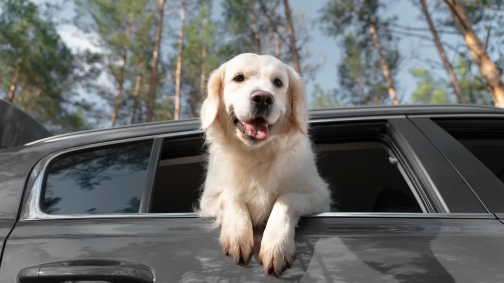 Cachorro com a cabeça e patas para fora do carro.