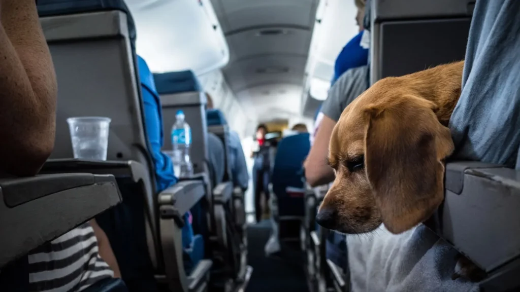 Cachorro viajando de avião