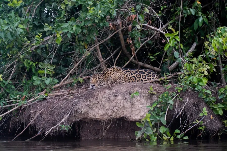 Pantanal, MT - Observação de Vida Selvagem
